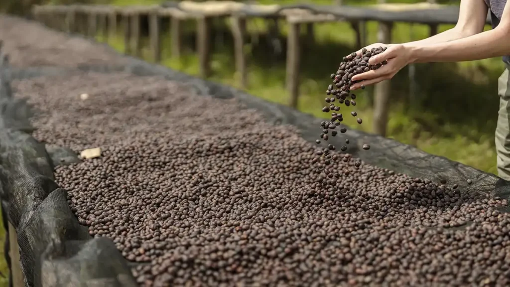 Fermentação no Café